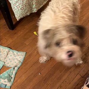 Meet your Posher, Abigail